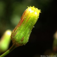 Blumea virens DC.